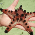 SANYO DIGITAL CAMERA